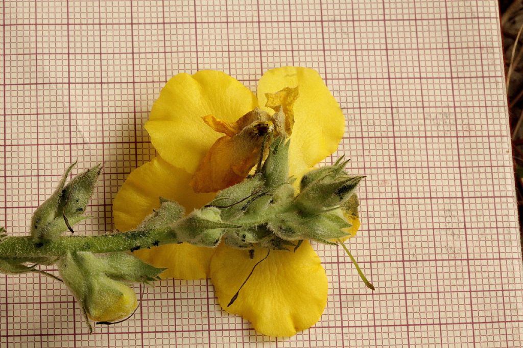 Verbascum phlomoides / Verbasco barbastio